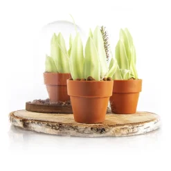 Dobla Chocoladedecoratie Blad Groen/Wit (260 stuks) Online