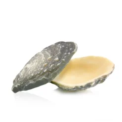 Dobla Chocoladedecoratie Oester (12 stuks) Discount