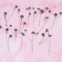 Overig Eetbare Geperste Verbena takjes (15 stuks) Best