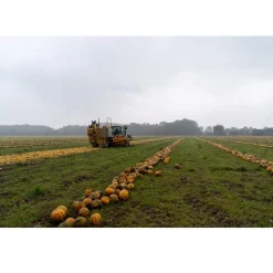 Met Pit Nederlandse Pompoenpitolie 100ml Sale