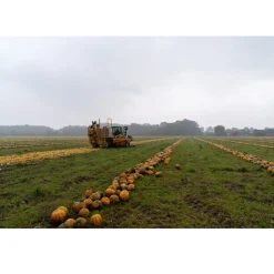 Met Pit Nederlandse Pompoenpitten Geroosterd & Gezouten 150g Sale